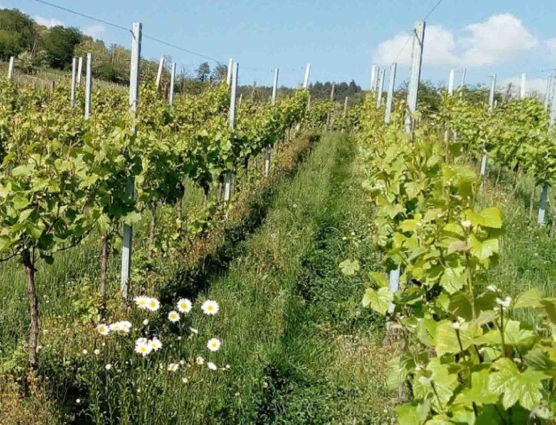 Hébergement de vacances Loree Des Vignes